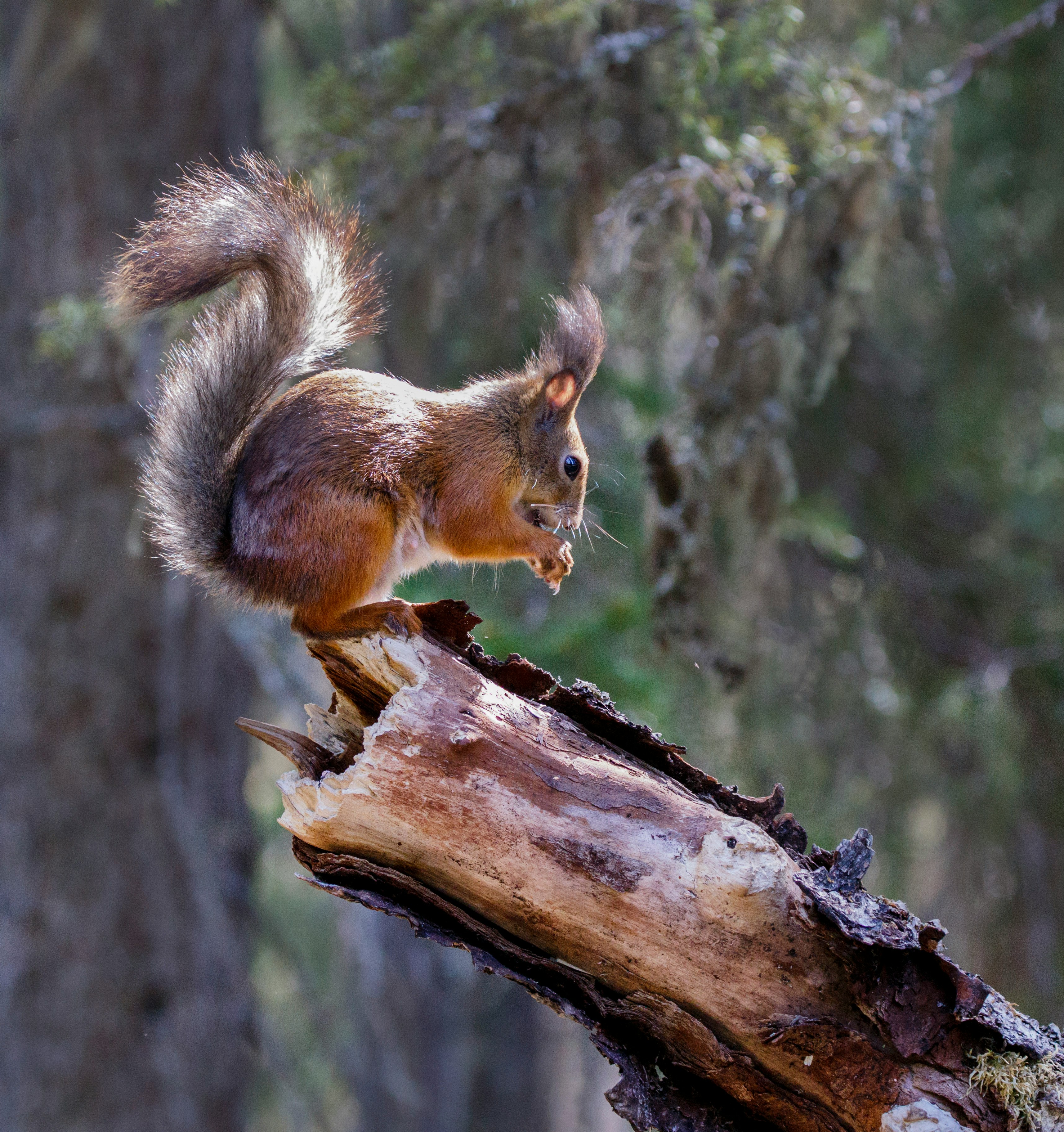 squirrel on fall tree